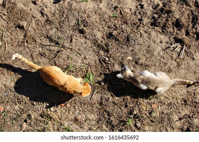 Two Cats On Ground Seen From Above