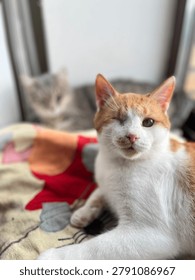 Two cats on a patterned blanket, one with a toy, ideal for pet toy promotion, cozy home pet life, and candid cat play moment photography. High quality photo