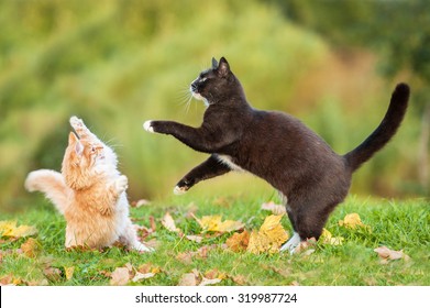 Two Cats Playing In Autumn