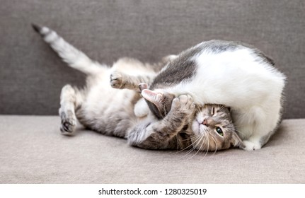 Two Cats Playing On The Couch At Home