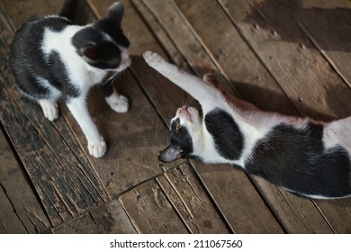 Two Cats Playing Together