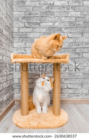  two cats playing using a cat playset. play complex for cats. two cats in the house. relationships between cats. 