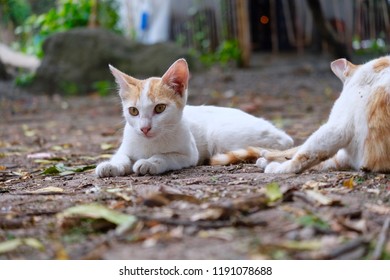 two cats posing in front of camera at farmers place. it is dirty but fresh and happy looking. 