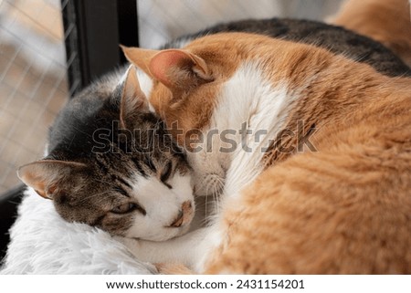 Two cats relaxing by the window