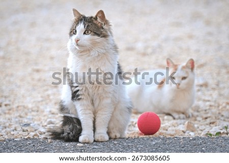  Two Cats relaxing next to a red toy ball on the backyard.