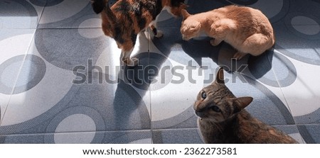 Similar – Image, Stock Photo Tiger climbs into the water