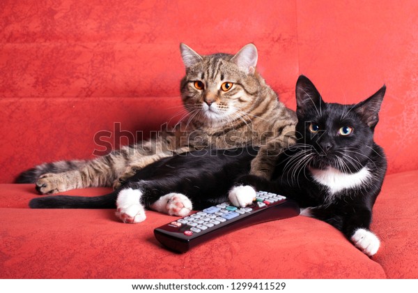cat with remote control