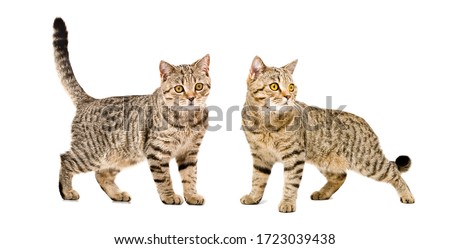 Two cats Scottish Straight standing together isolated on white background