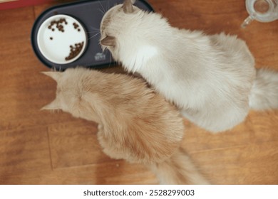 Two cats sharing a meal from a bowl on a wooden floor high angle,grey and ginger  - Powered by Shutterstock