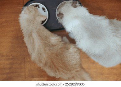 Two cats sharing a meal from a bowl on a wooden floor high angle,grey and ginger  - Powered by Shutterstock