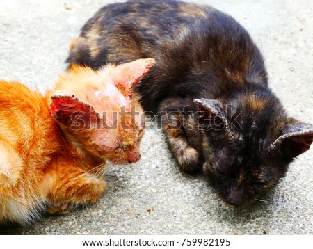 Two cats are sick.
