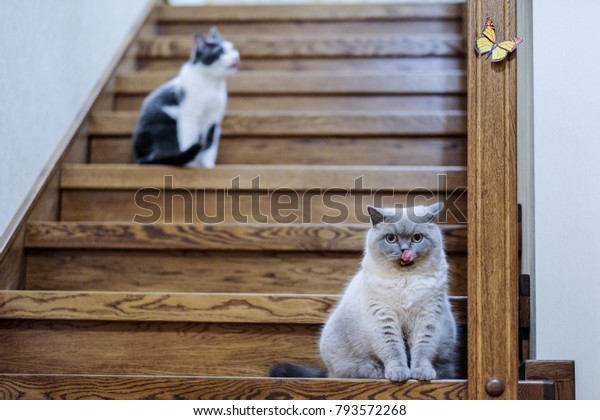 Two Cats Sit Down On Stairs Stock Photo Edit Now