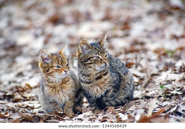 Two Cats Sit Together On Dry Stock Photo (Edit Now) 1344568439