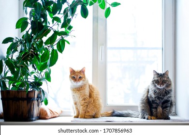 Two Cats Sitting On The Windowsill With Potted House Plant.