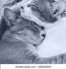 two cats sleep and cuddle to each other in cozy position , shooting in black and white tone 