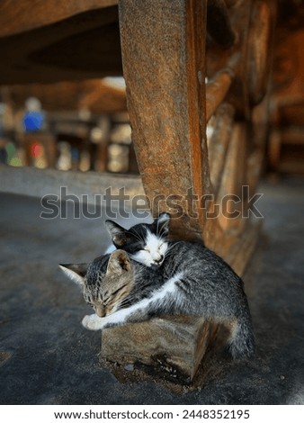 two cats sleep peacefully on the wood
