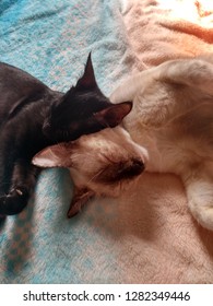 Two cats sleeping