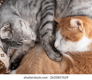 Two cats sleeping by the window