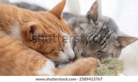 Two cats sleeping by the window