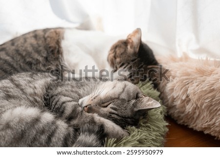 Two cats sleeping by the window