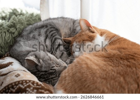 Two cats sleeping by the window