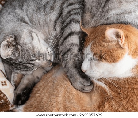 Two cats sleeping by the window