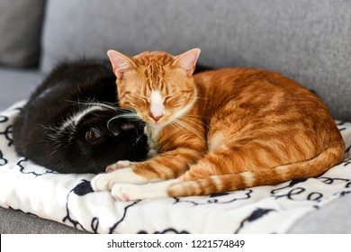 Two Cats Sleeping And Cuddling On The Sofa At Home.