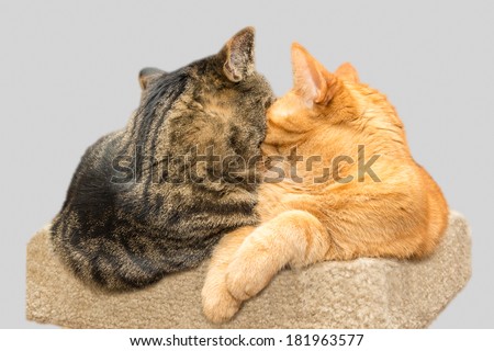 Similar – Image, Stock Photo Cat observed Animal Pet 1