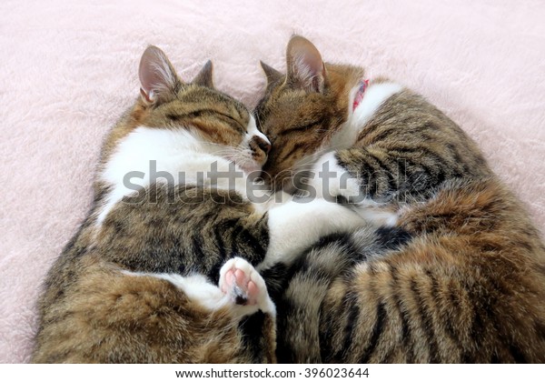 Two Cats Sleeping Together Pronunciation Japanese Stock Photo Edit Now 396023644