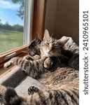 Two cats snuggling in the sunset through a window