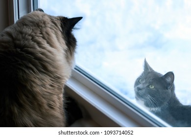 Two Cats In A Stare Off At A Window