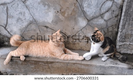 Two cats stared into each other's eyes before fighting in front of house