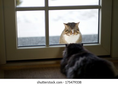 Two Cats Staring At Each Other Through A Window