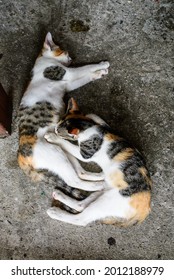 Two Cats Stuck Together To Sleep.