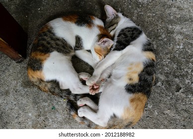 Two Cats Stuck Together To Sleep.