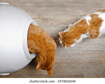 Two cats using a closed litter box, seen directly from above.