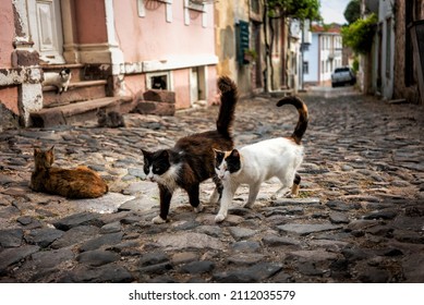 Two Cats Are Walking At Street And Others Laying Down