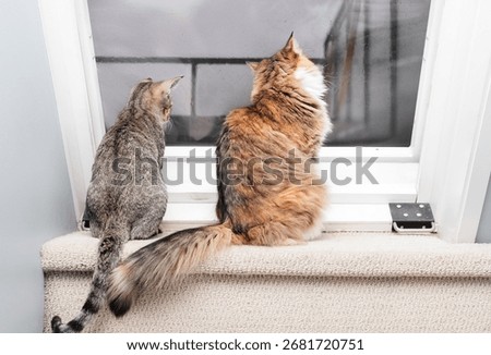 Two cats watching rain fall by the window. Bonded cat and kitten sitting together in staircase looking at water running down the roof hatch or door. Tabby kitten and calico cat. Selective focus.