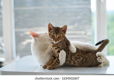 Two Cats White And Bengal Hug