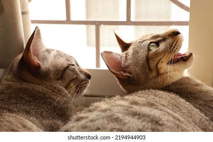 Two Cats At The Window