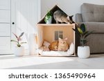 Two cats in wooden cat house living room scandinavian modern interior