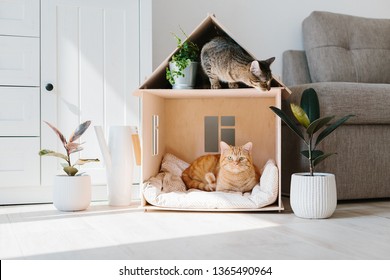 Zwei Katzen auf Holz Katzenhain Wohnzimmer skandinavische moderne Einrichtung