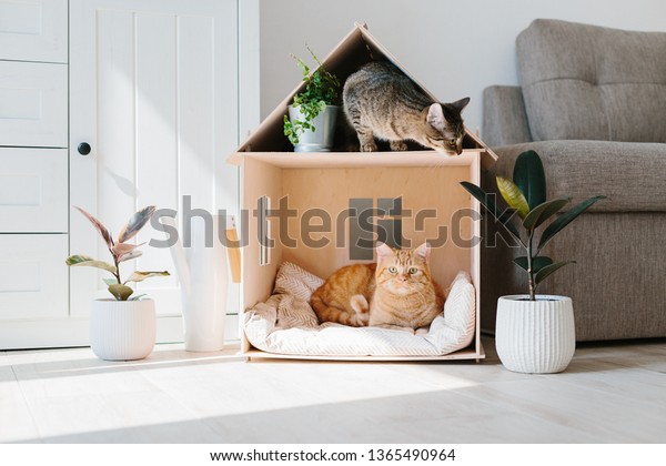 Two cats in wooden cat house living room\
scandinavian modern\
interior