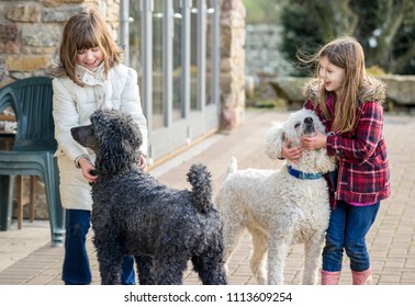 Two Caucasian Upper Class Britsh Girls (children) Playing And Having Fun With Large Pet Standard Poodles In Natural Coat In A Rural Country Garden