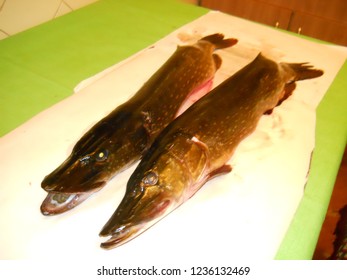 two caught pikes