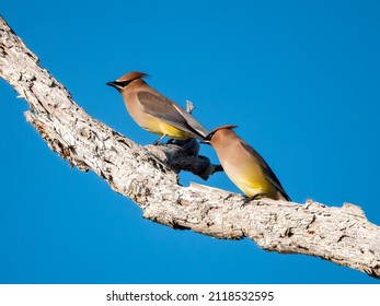 Two Cedar Waxwings Perched On A Tree Limb