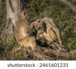 Two Chacma Baboons, cute but dangerous primates, grooming each other by looking for fleas or mites in the fur in this relational interaction on a branch in the Kruger National Park in South Africa.