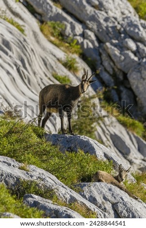 two chamois on the cliff