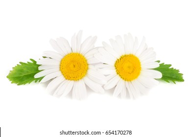 Two Chamomile Or Daisies With Leaves Isolated On White Background