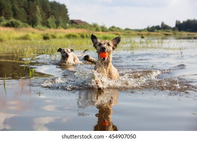 Two Cheerful And Active Dog Play In The Water In Nature With Orange Ball, A Lot Of Them Splashing Reflected In Water